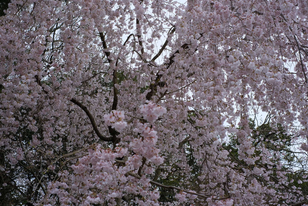 枝垂れ桜①