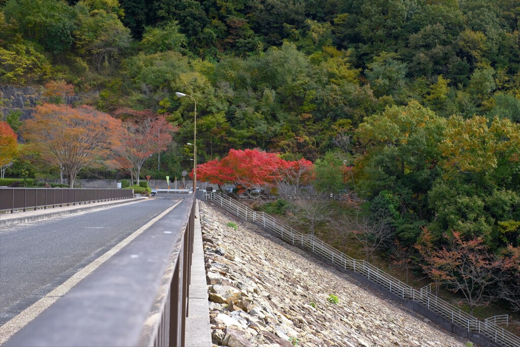 岡山市北区足守 黒谷ダム 紅葉 2