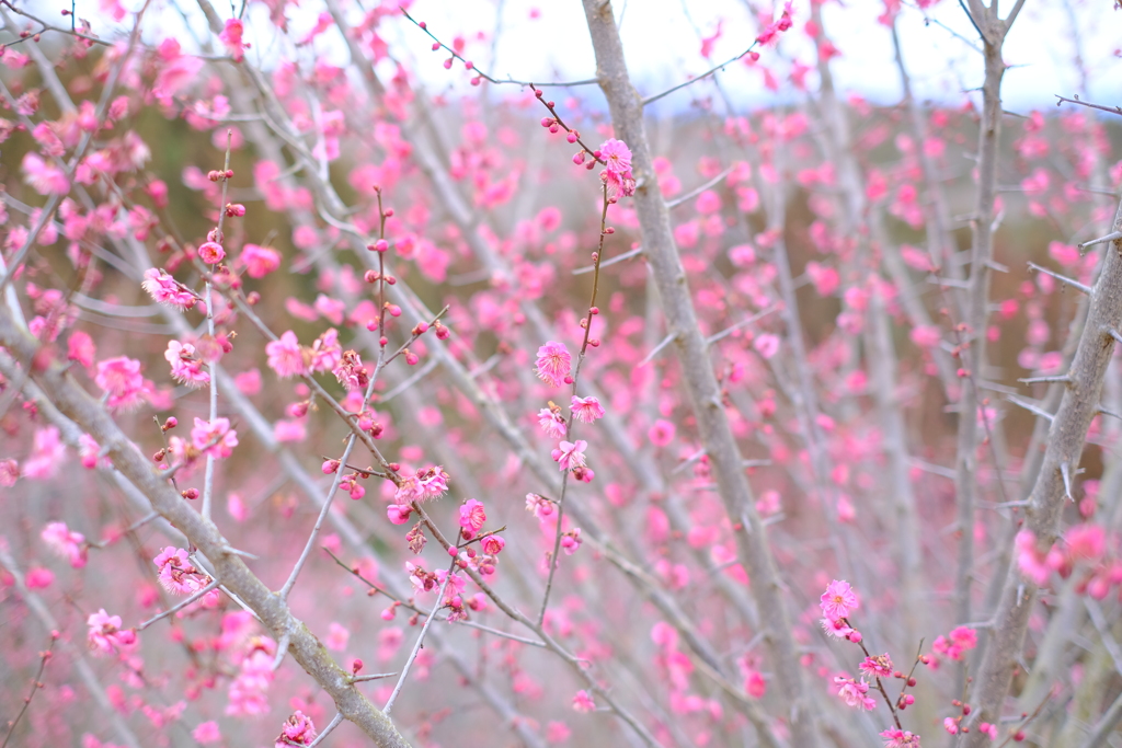 梅の里公園3