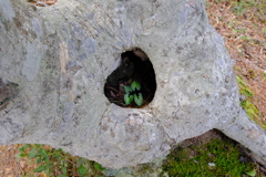 洞の中の新芽