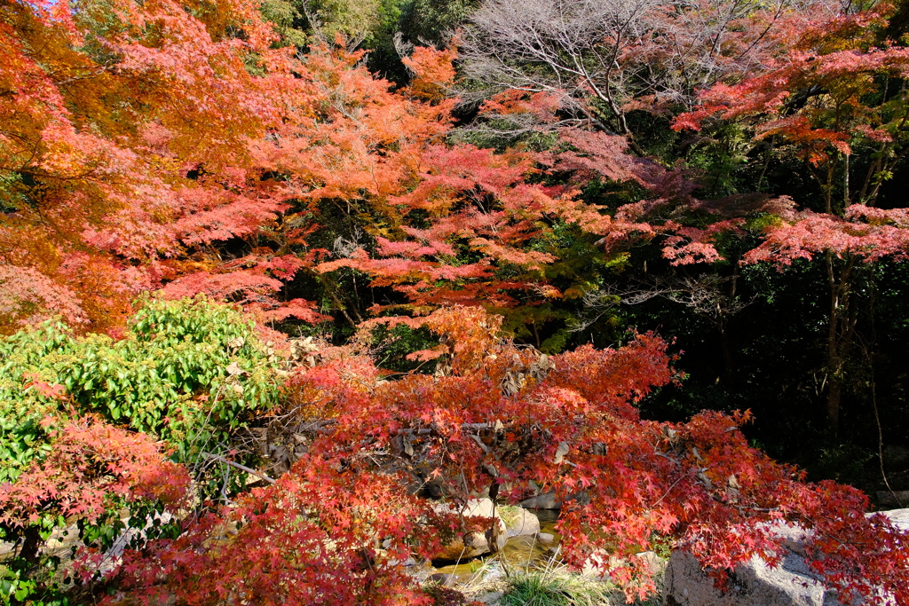 紅葉橋 （豪渓）