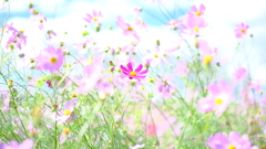 風つよ・・・ 風つよ・・・