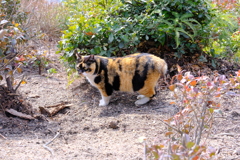 王子ヶ岳 猫様6
