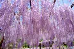 和気町藤公園 2