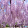 和気町藤公園 2