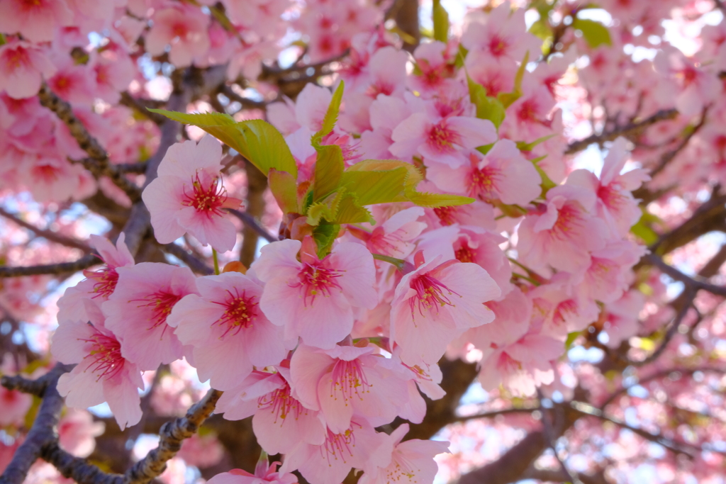 河津桜④