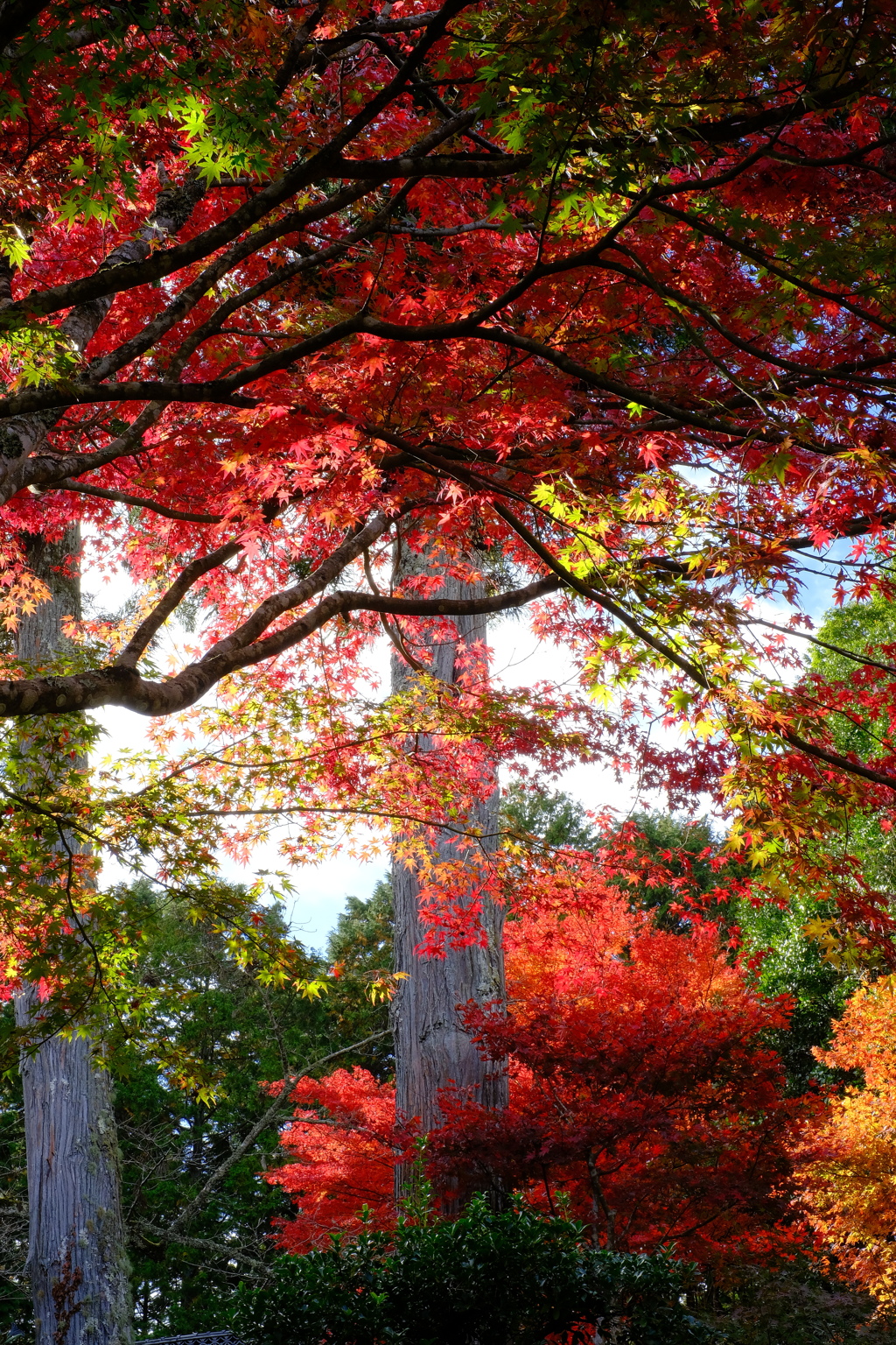 花の山寺 「普門寺」 紅葉 7