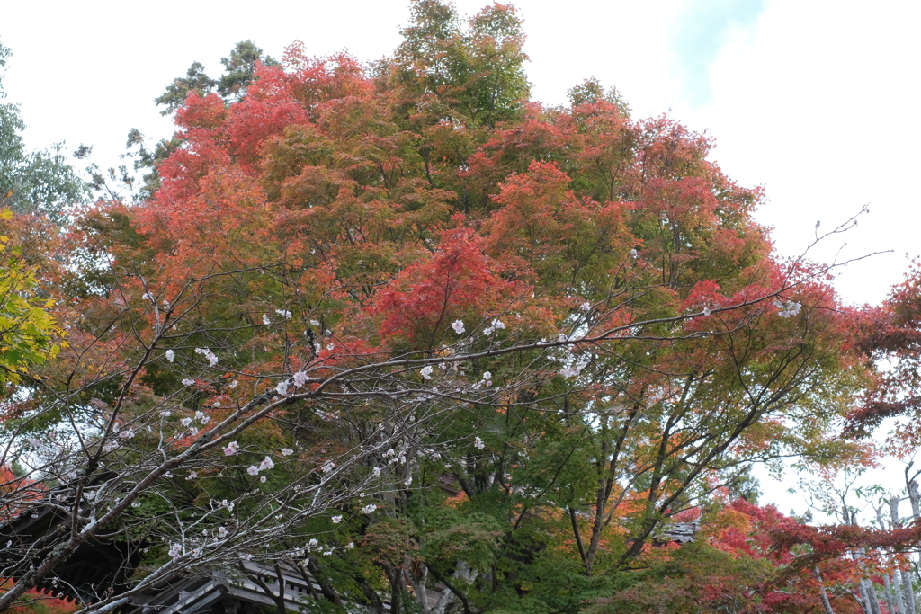 花の山寺 「普門寺」 紅葉 2
