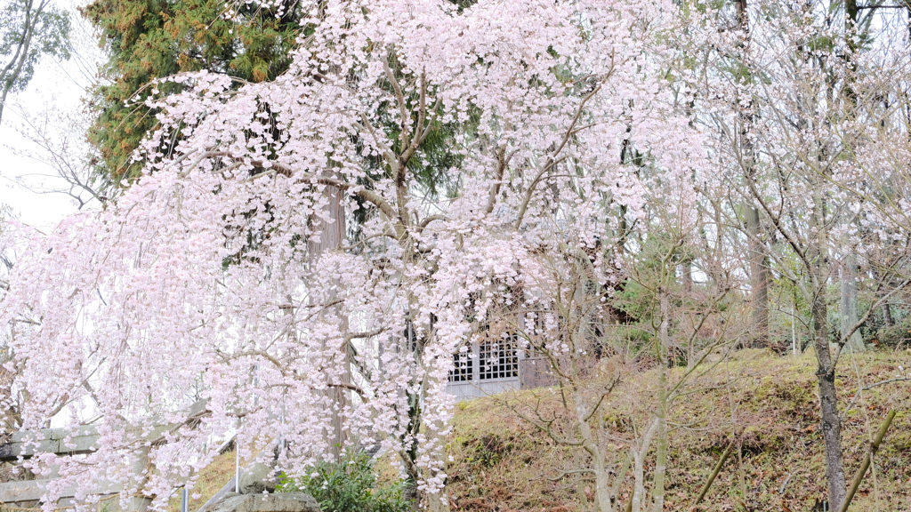 枝垂れ桜③