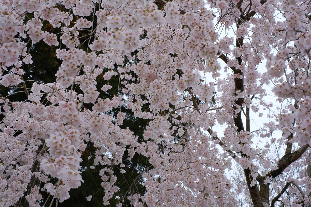 枝垂れ桜②