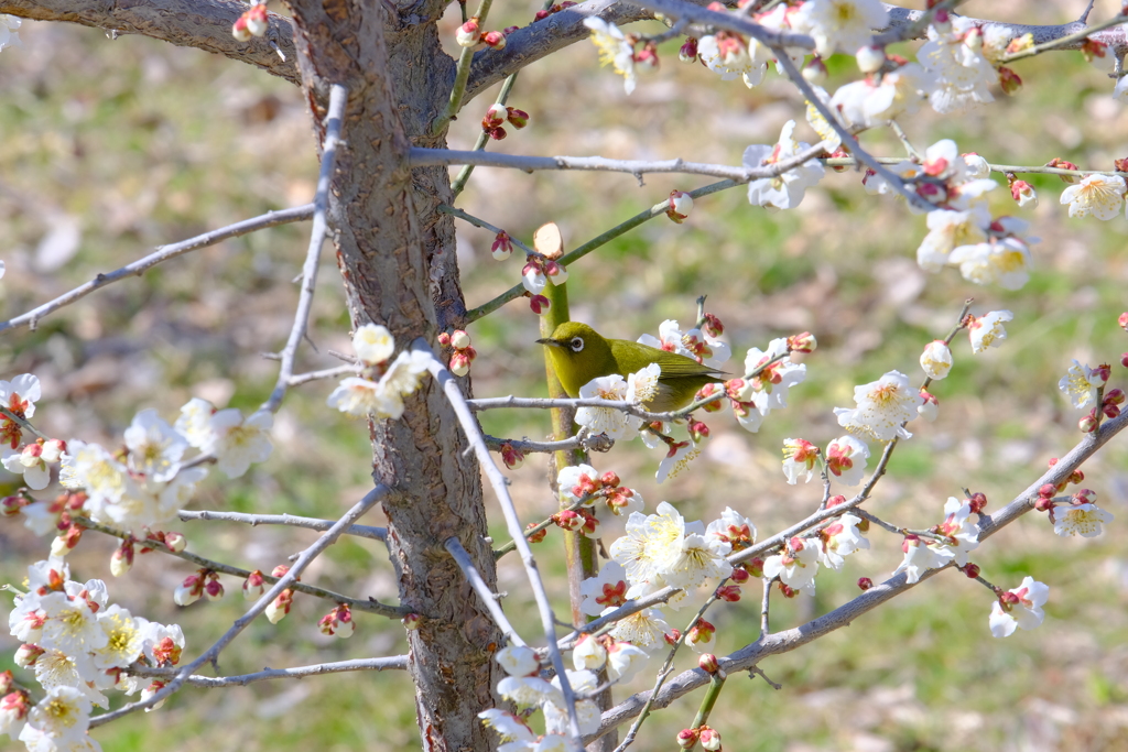 今年もあいつがやってきた！