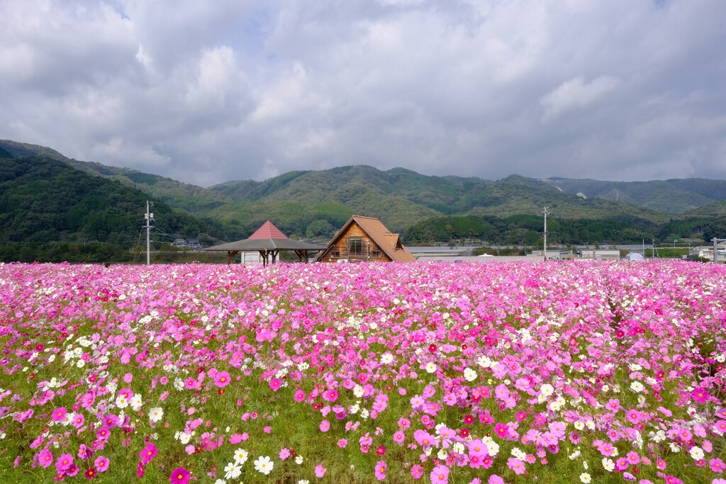 真庭市 コスモス広場 1