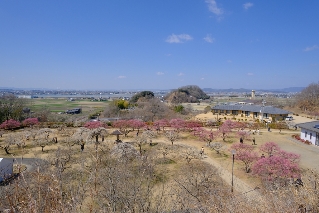 神崎梅園1