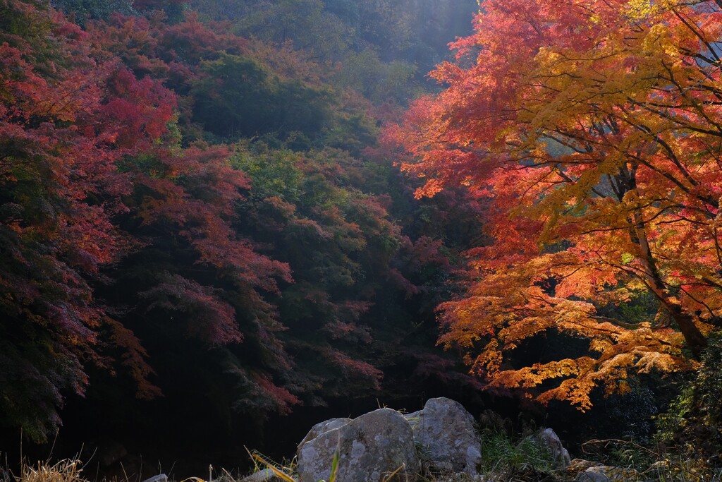 朝陽に照らされて（豪渓）