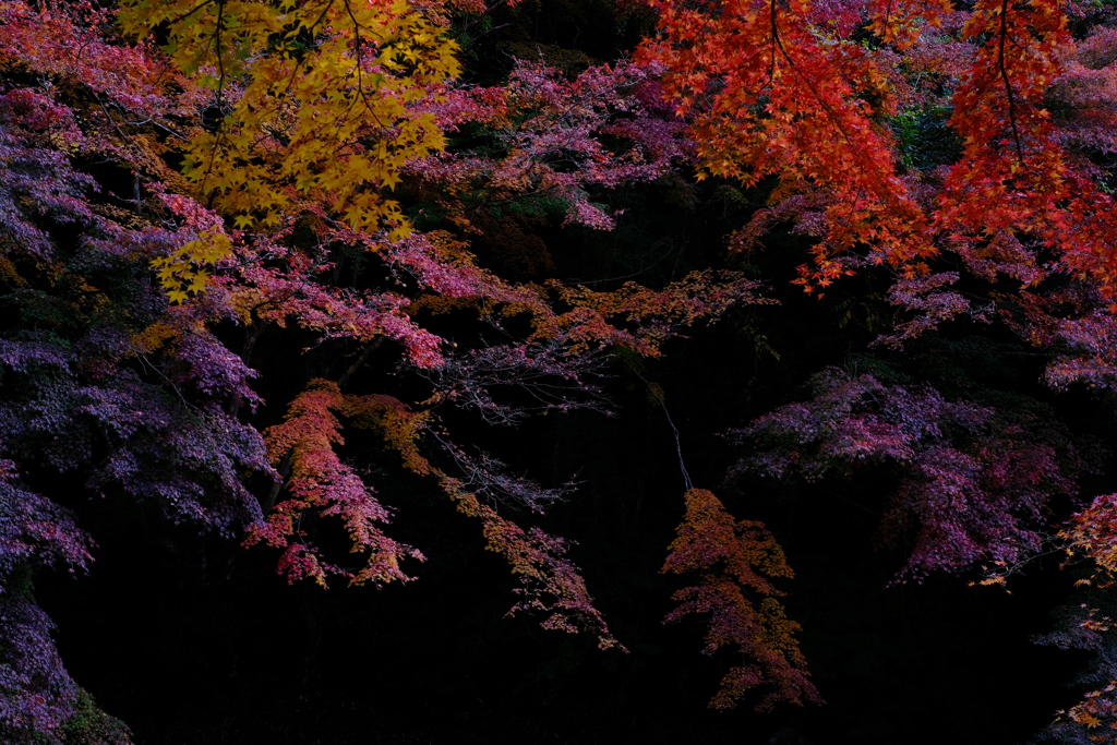 浮かび上がる紅葉（豪渓）