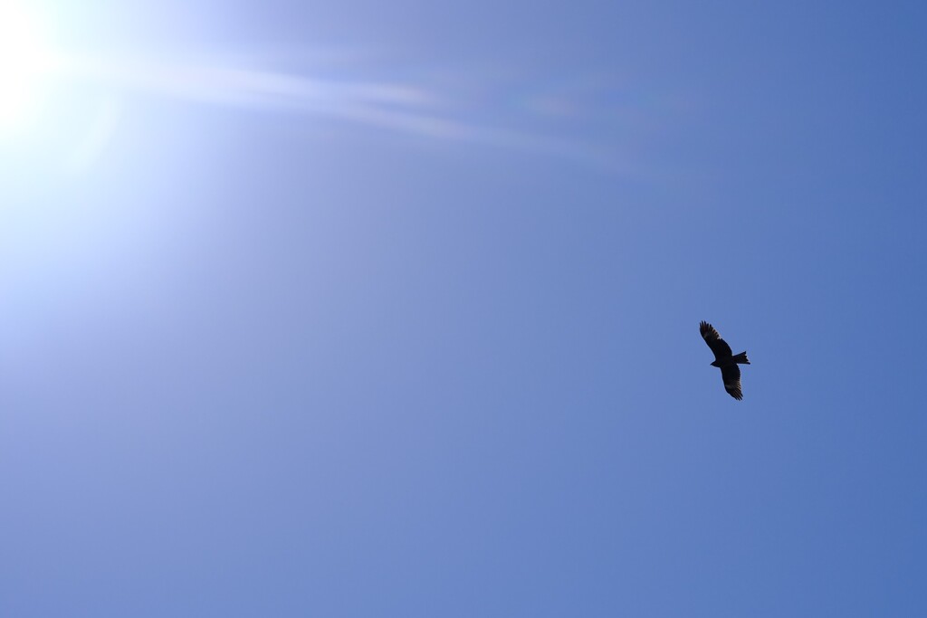 赤穂御崎公園 トンビ