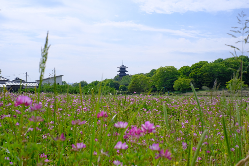 蓮華と国分寺