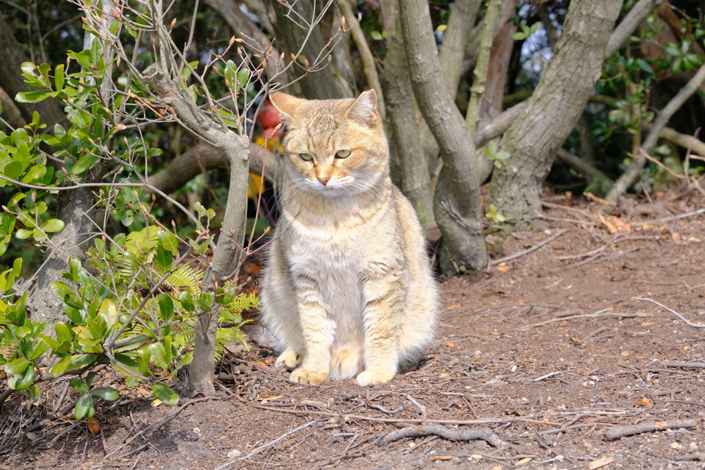 王子ヶ岳 猫様5