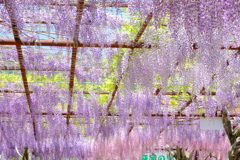 和気町藤公園 6