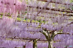 和気町藤公園 4