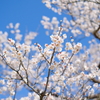 神崎梅園2