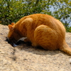 王子ヶ岳 猫様7