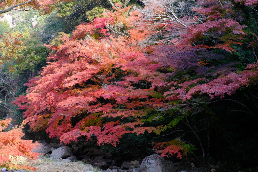 紅葉流れ（豪渓）