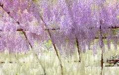 和気町藤公園 5