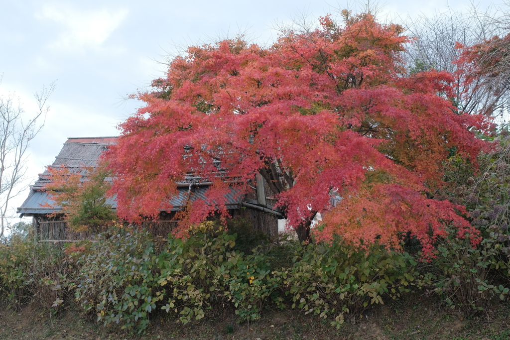 花の山寺 「普門寺」 紅葉 1