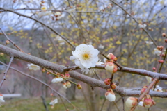 梅の花咲き始め