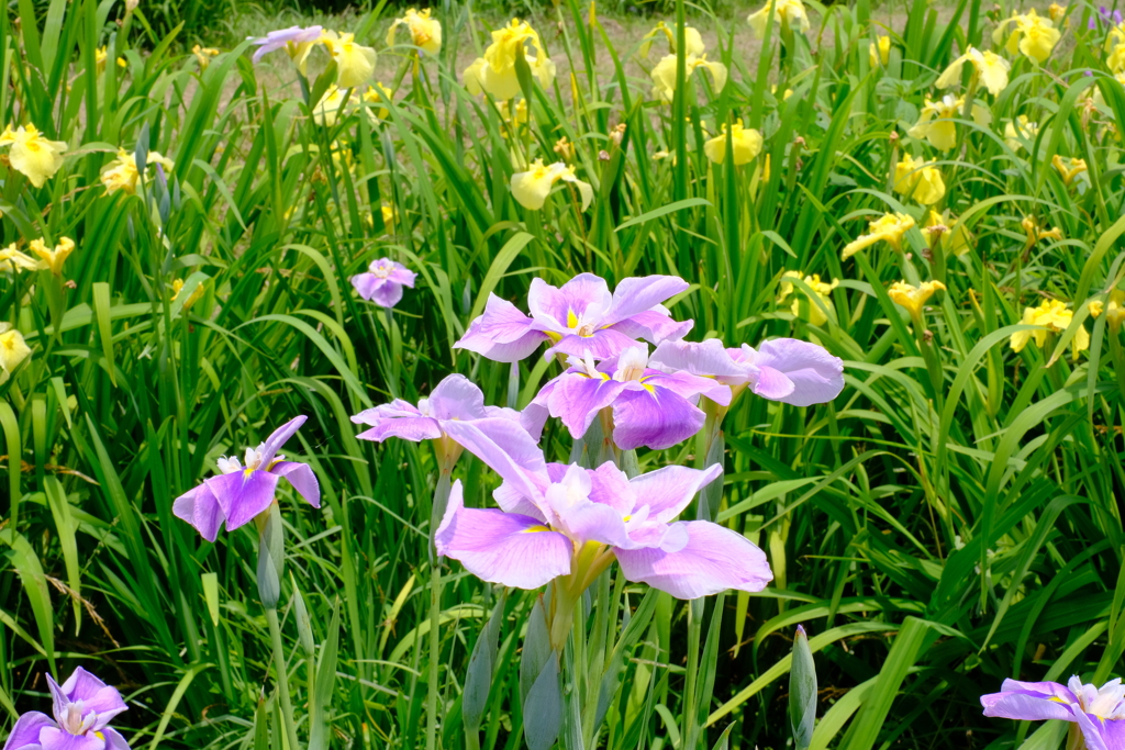 備前市佐山 北尾花菖蒲園