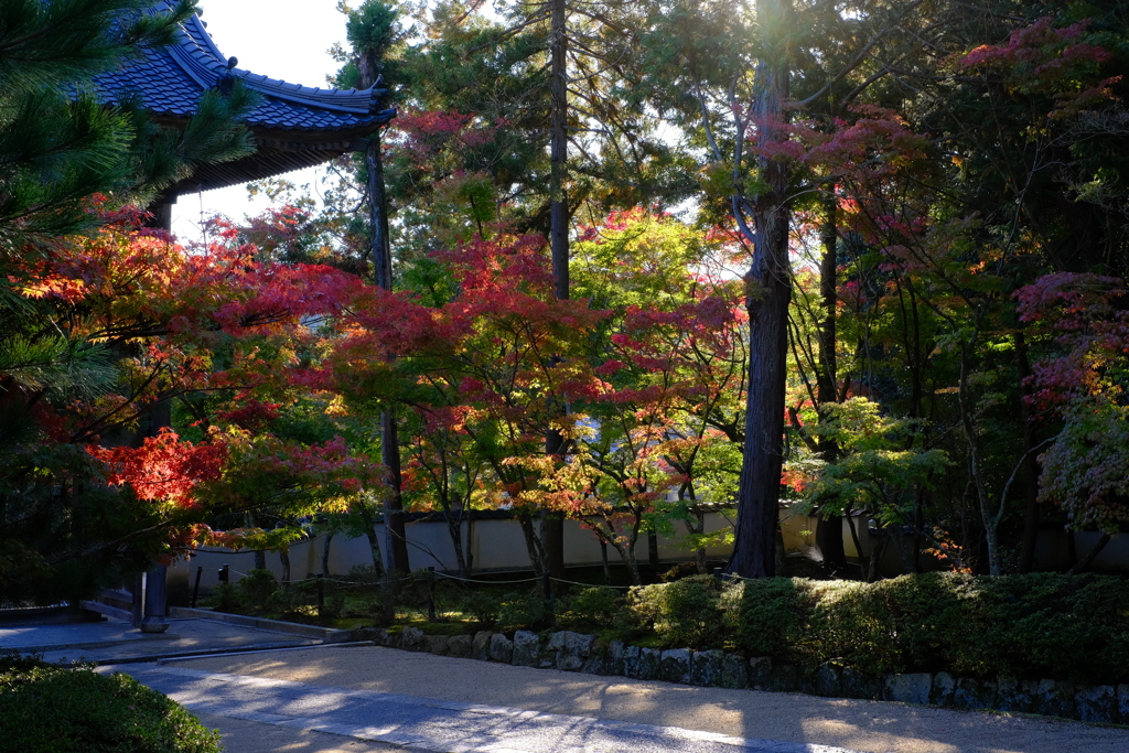 宝福寺 紅葉 6