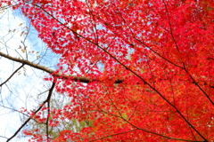 花の山寺 「普門寺」 紅葉 9