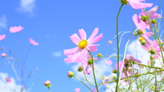 青空と秋桜 青空と秋桜