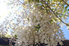藤公園 白色藤