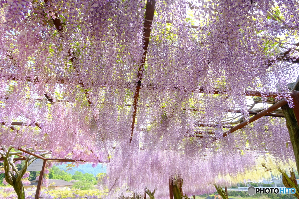 和気町藤公園 7
