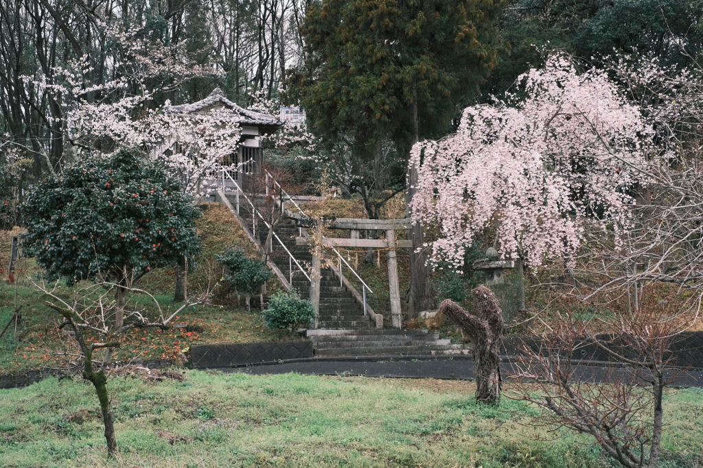 荒神社_鳥居と枝垂れ桜