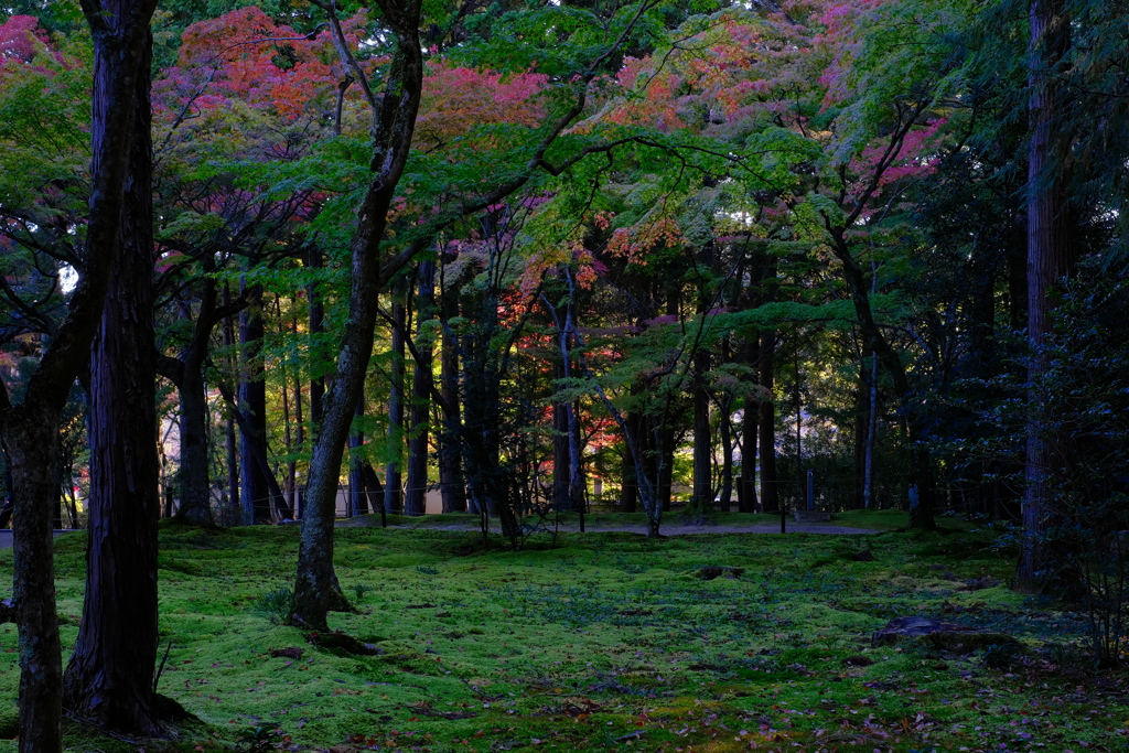 朝の静謐と紅葉