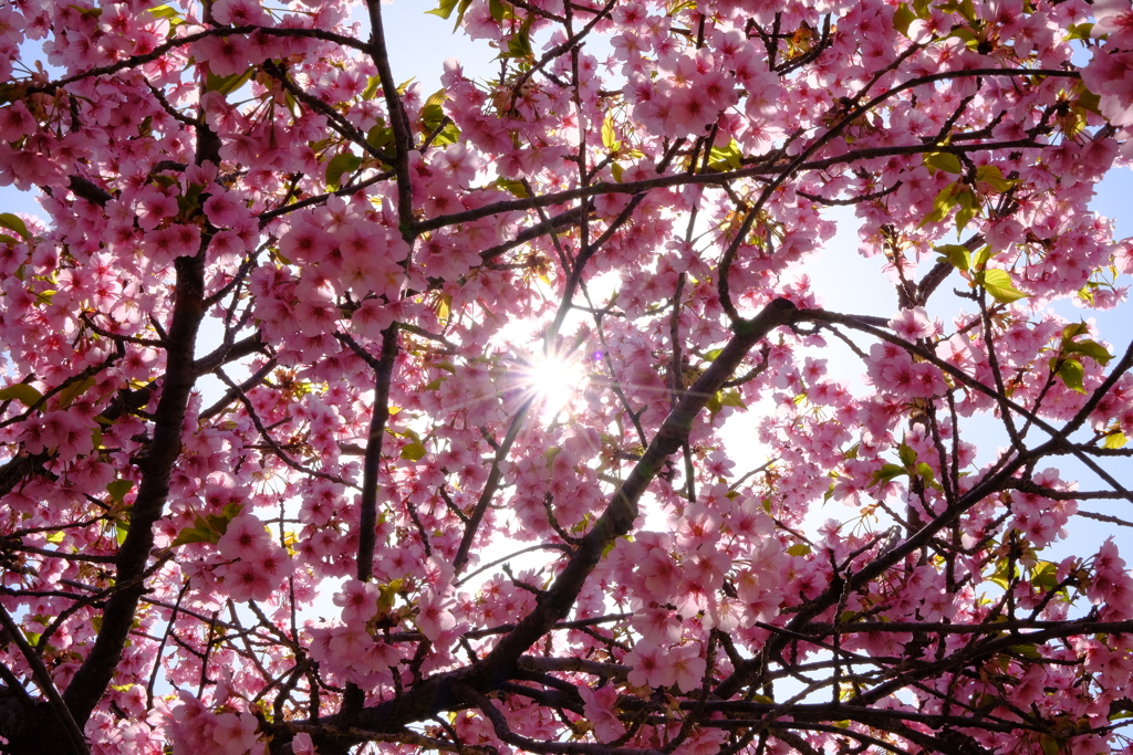 河津桜③