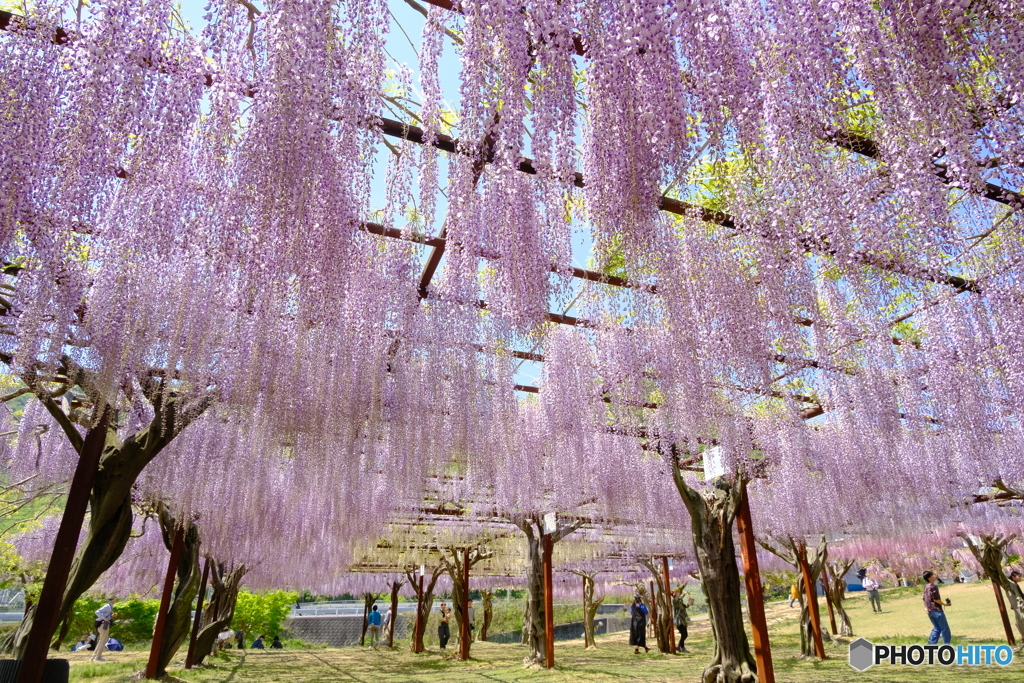 和気町藤公園 1