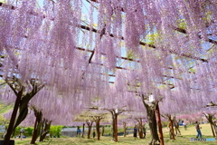 和気町藤公園 1