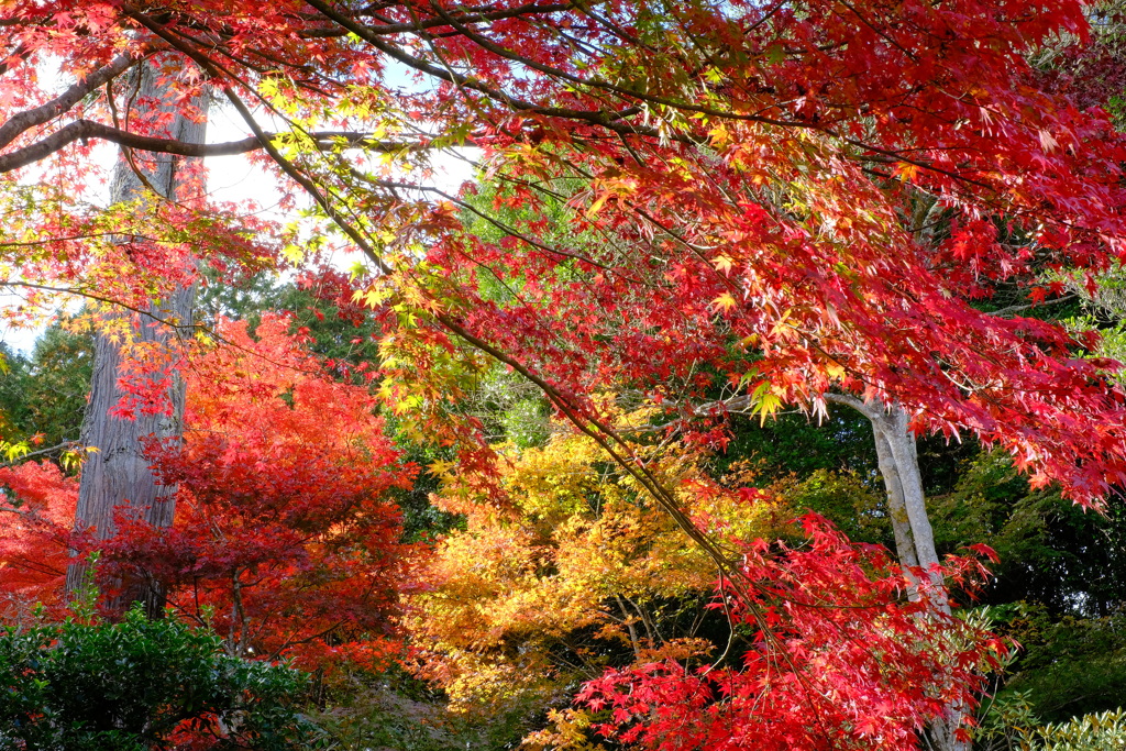 花の山寺 「普門寺」 紅葉 6