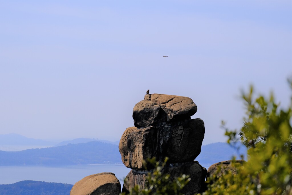 トンビ