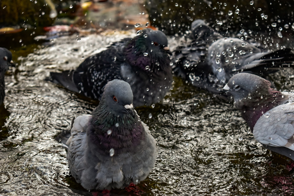ハトの水浴び
