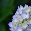 紫陽花