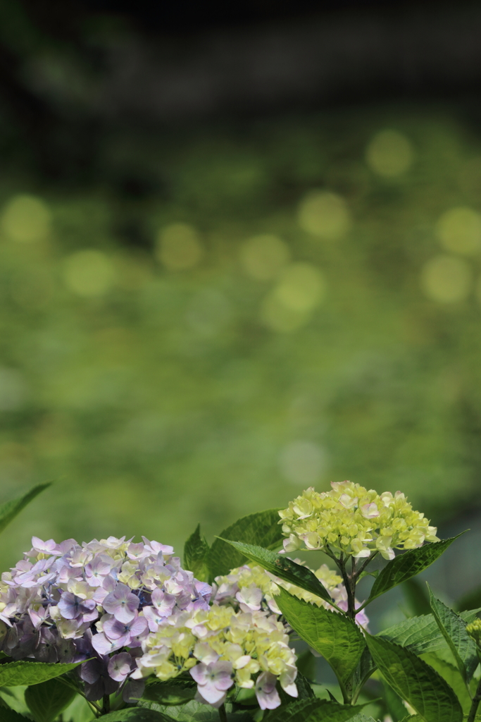 紫陽花と蓮の花