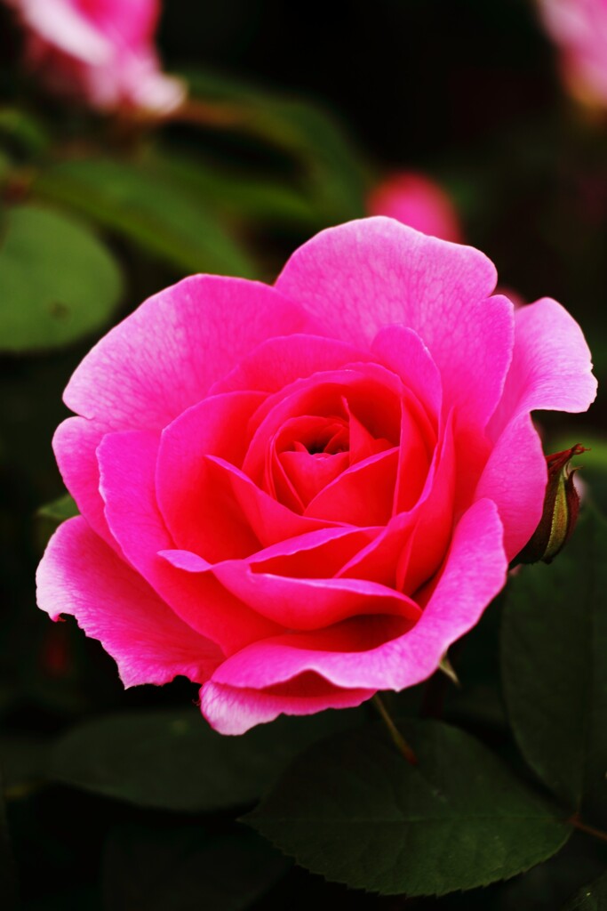 薔薇