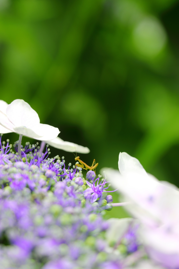 カマキリと紫陽花