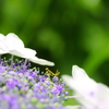 カマキリと紫陽花