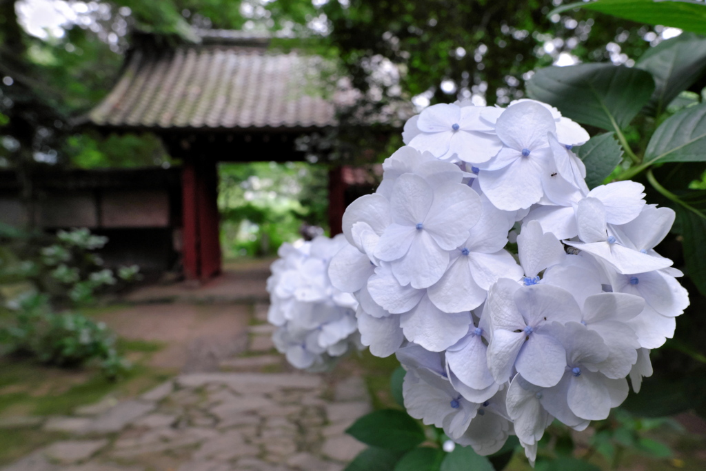 本光寺